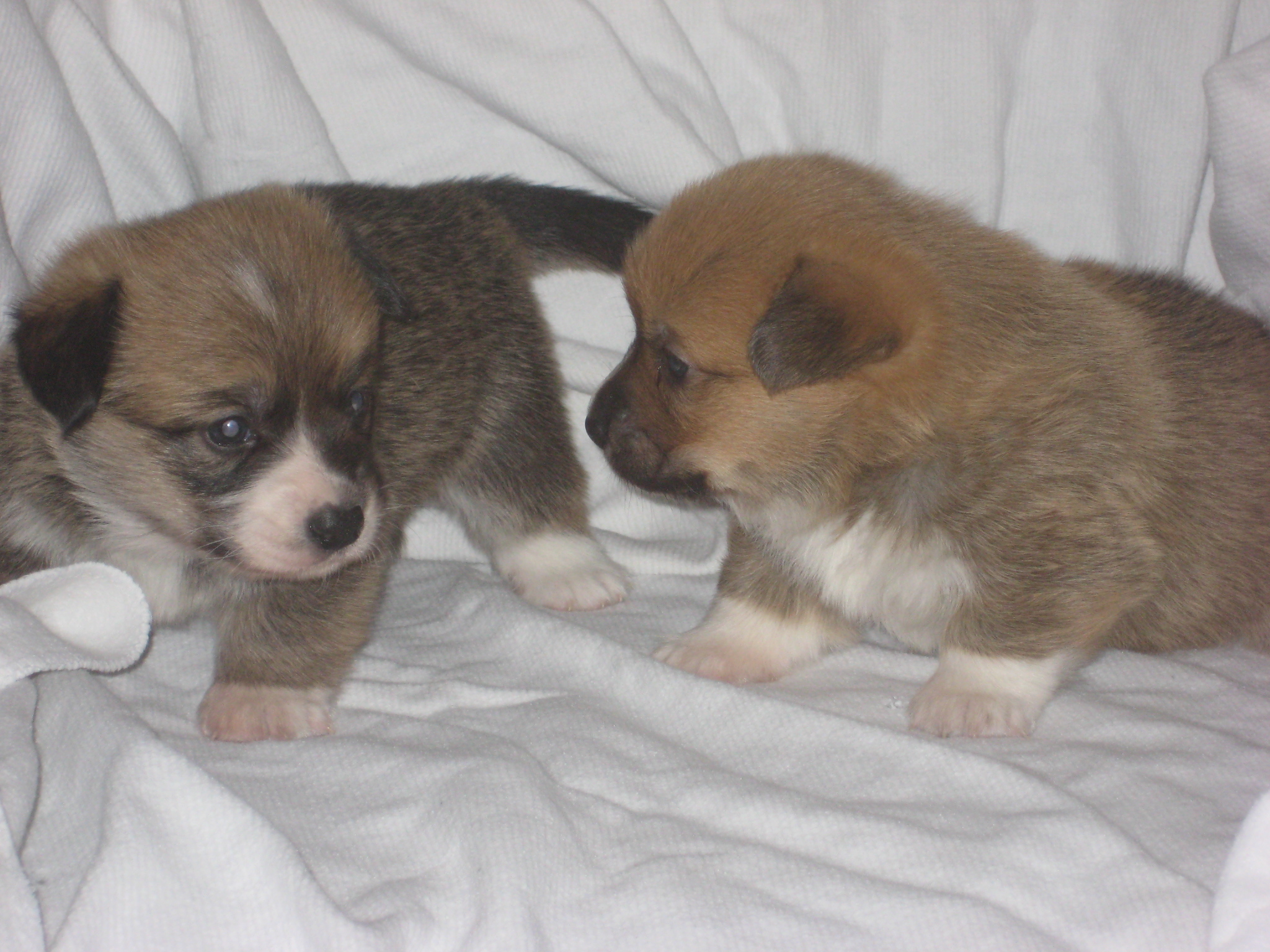 Puppy